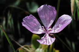 Image of Dudley's clarkia