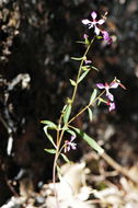 Clarkia heterandra (Torrey) H. Lewis & P. H. Raven resmi