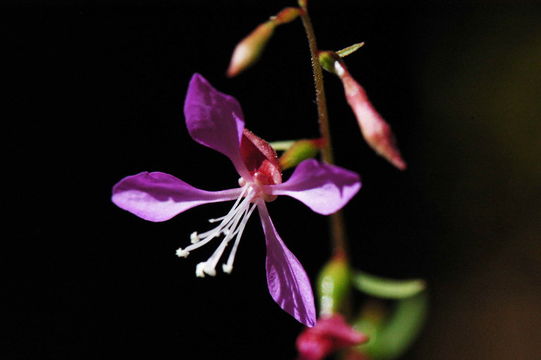 صورة Clarkia heterandra (Torrey) H. Lewis & P. H. Raven