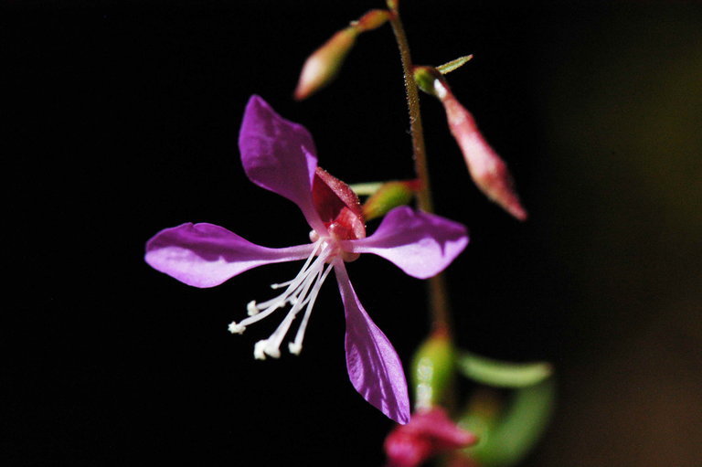 Clarkia heterandra (Torrey) H. Lewis & P. H. Raven resmi