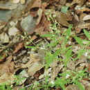 Image of Child's blue eyed Mary