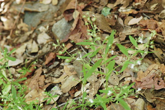 Image of Child's blue eyed Mary