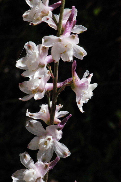 Image of Eldorado larkspur