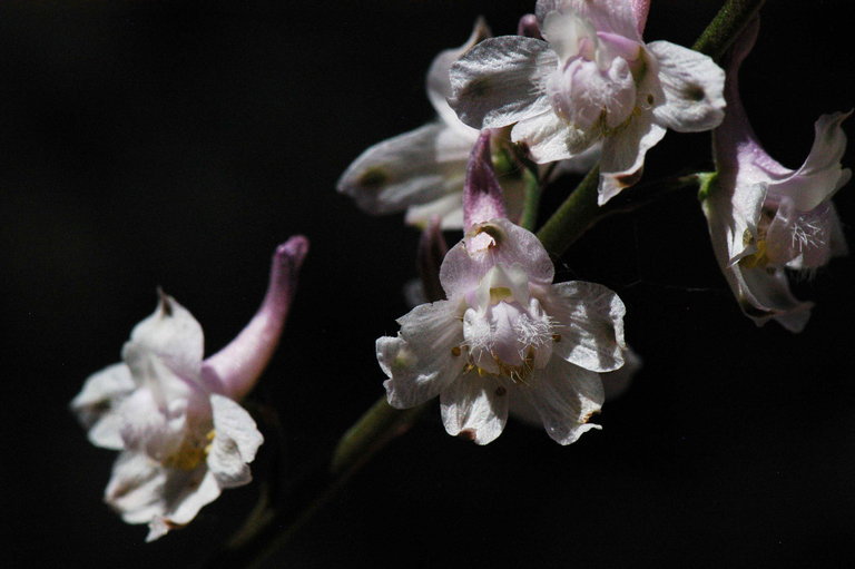 Image of Eldorado larkspur