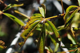 Image of California buckeye