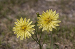 Pyrrhopappus rothrockii A. Gray resmi