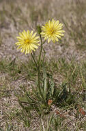 Pyrrhopappus rothrockii A. Gray resmi