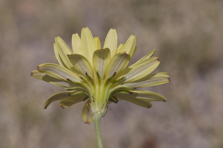 Pyrrhopappus rothrockii A. Gray resmi