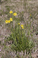 Pyrrhopappus rothrockii A. Gray resmi