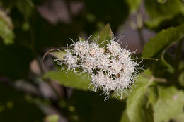 صورة Ageratina herbacea (A. Gray) R. King & H. Rob.