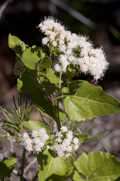 صورة Ageratina herbacea (A. Gray) R. King & H. Rob.