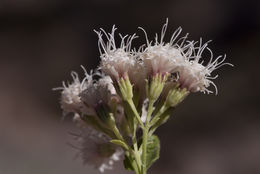 صورة Ageratina herbacea (A. Gray) R. King & H. Rob.