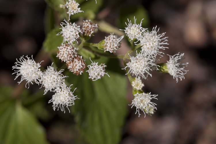 صورة Ageratina rothrockii (A. Gray) R. King & H. Rob.