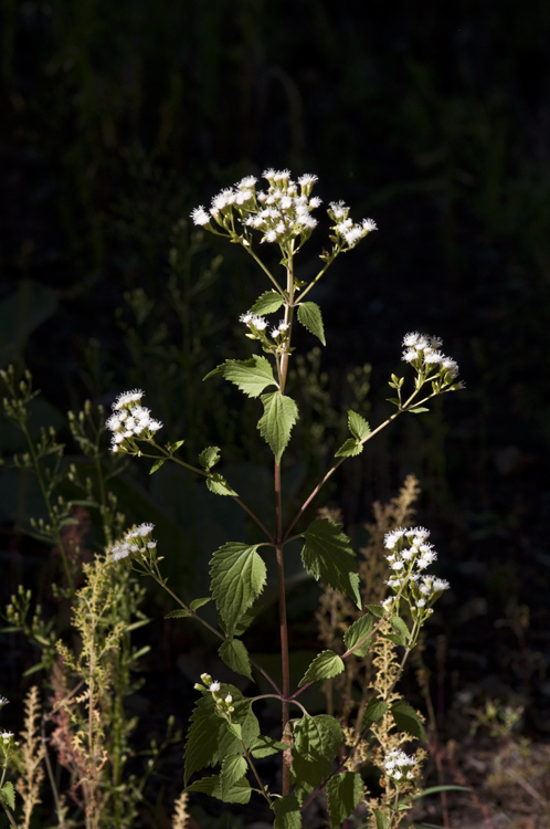 صورة Ageratina rothrockii (A. Gray) R. King & H. Rob.