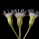 Image of Rothrock's snakeroot