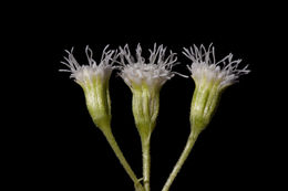 صورة Ageratina rothrockii (A. Gray) R. King & H. Rob.