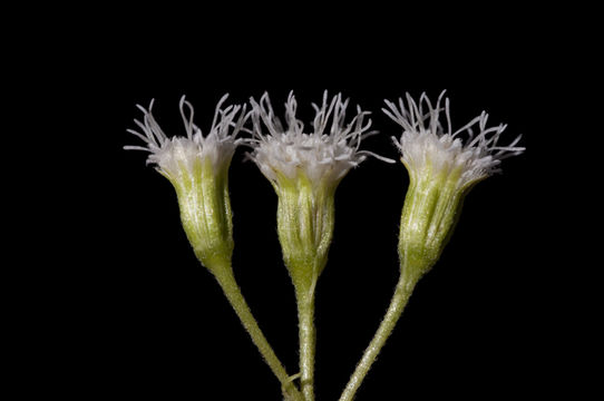 Ageratina rothrockii (A. Gray) R. King & H. Rob.的圖片