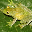Image of Bocaina tree frog