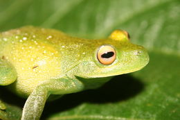 Image de Aplastodiscus albosignatus (Lutz & Lutz 1938)