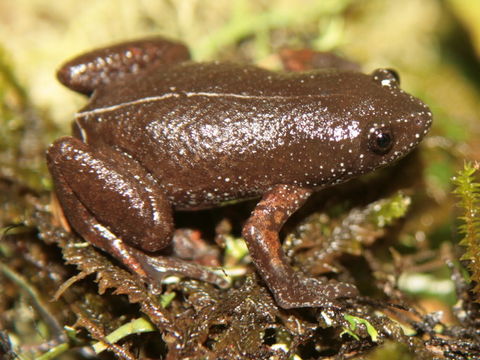 Image of Chiasmocleis mantiqueira Cruz, Feio & Cassini 2007