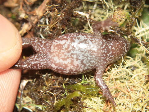 Image of Chiasmocleis mantiqueira Cruz, Feio & Cassini 2007