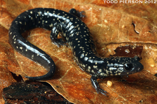 Image of Ainsworth's Salamander