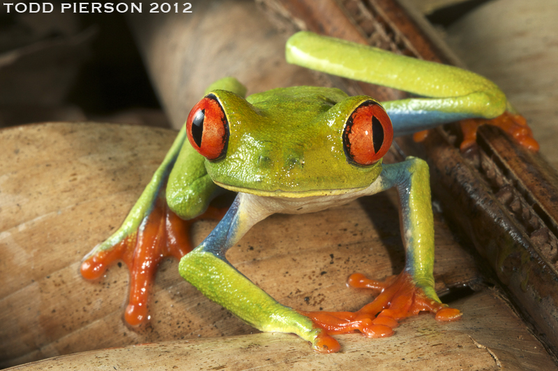 Image of Red-eyed Leaf frog