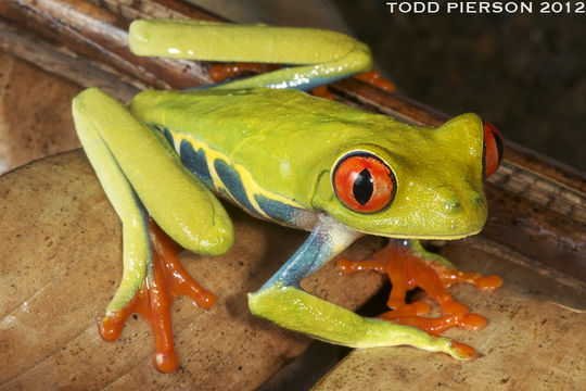 Image of Red-eyed Leaf frog