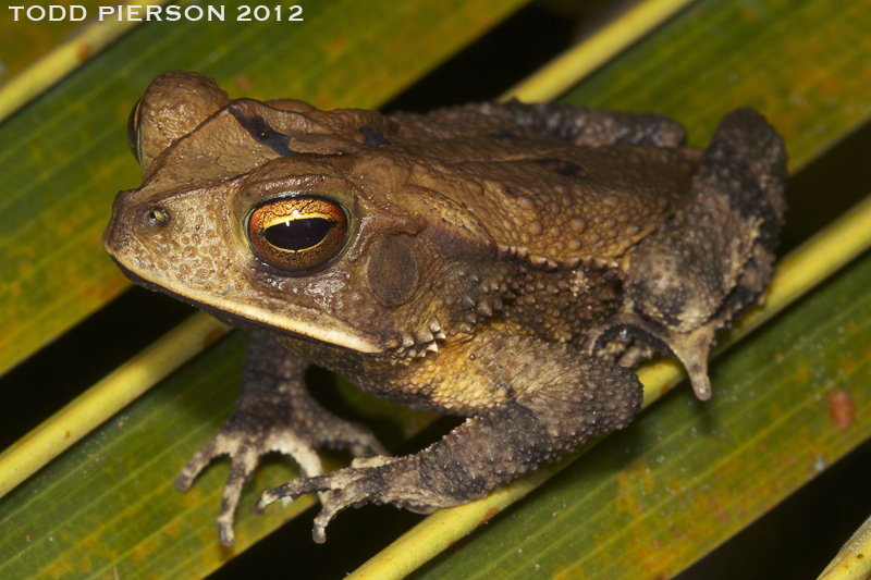 Image of Gulf Coast toad