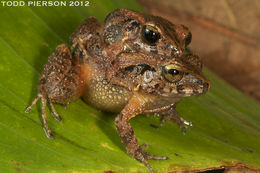 Image of Bransford's Robber Frog