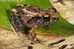 Image of Bransford's Robber Frog