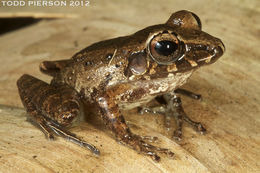 Image of Fitzinger's Robber Frog