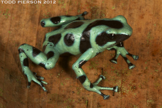 Image of Gold Arrow-poison Frog