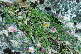 Erigeron aequifolius H. M. Hall的圖片