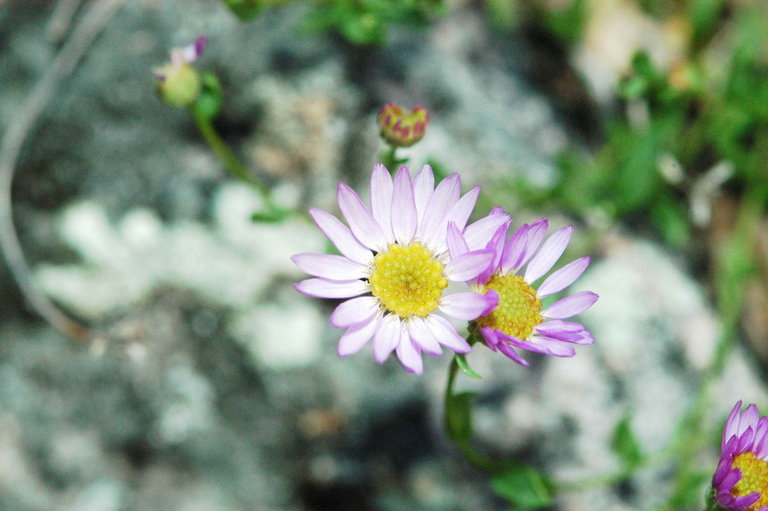 Erigeron aequifolius H. M. Hall的圖片