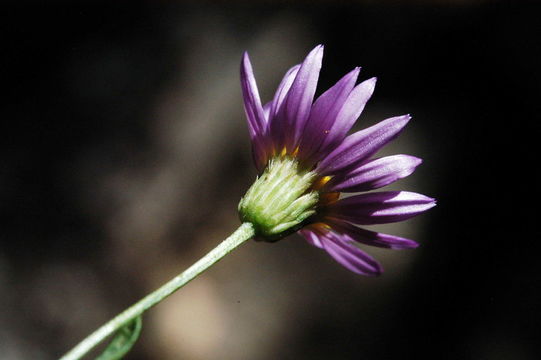 Image de Erigeron aequifolius H. M. Hall