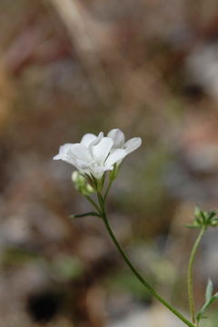 Image of Boyden Cave gilia