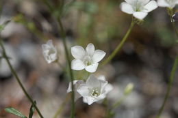 Image of Boyden Cave gilia