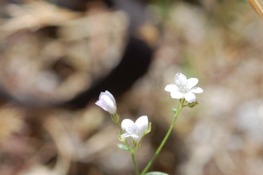 Image of Boyden Cave gilia