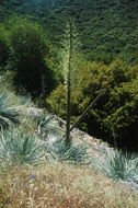 Image of chaparral yucca