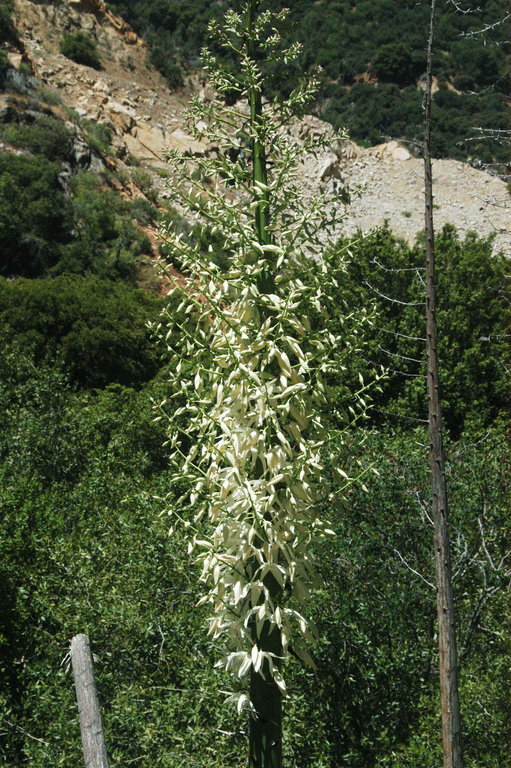 Image of chaparral yucca