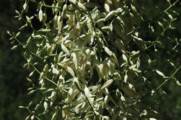 Image of chaparral yucca