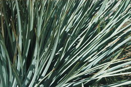 Image of chaparral yucca