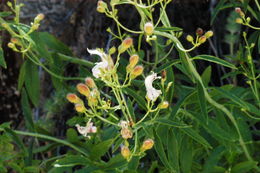 Image of bush beardtongue