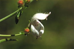 Image of bush beardtongue