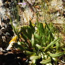 Image of Congdon's lewisia