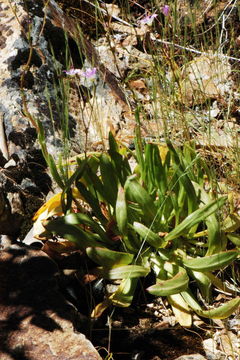 Image of Congdon's lewisia