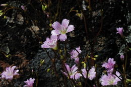 Image of Congdon's lewisia