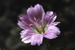 Image of Congdon's lewisia