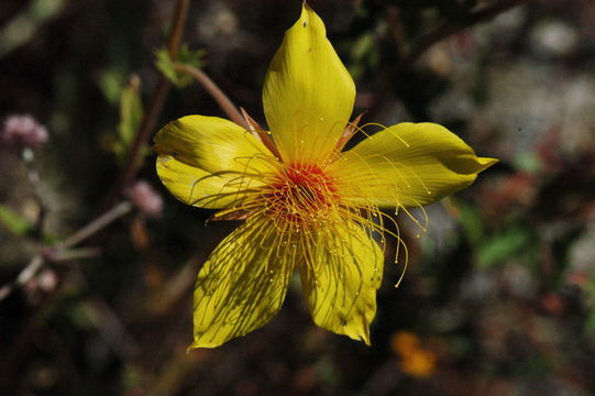 Image of Sierra blazingstar